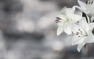 Mitmachen: White Lily Revolution